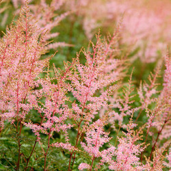 Astilbe 'Sprite', Astilbe Simplicifolia 'Sprite', False Spirea 'Sprite', False Goat's Beard 'Sprite'', Pink Astilbes, Pink flowers, flowers for shade